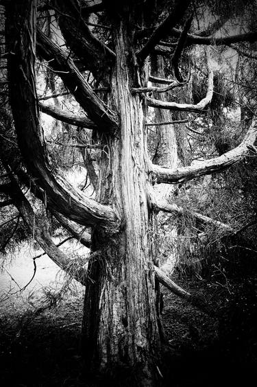 Original Figurative Tree Photography by Sarah Morton